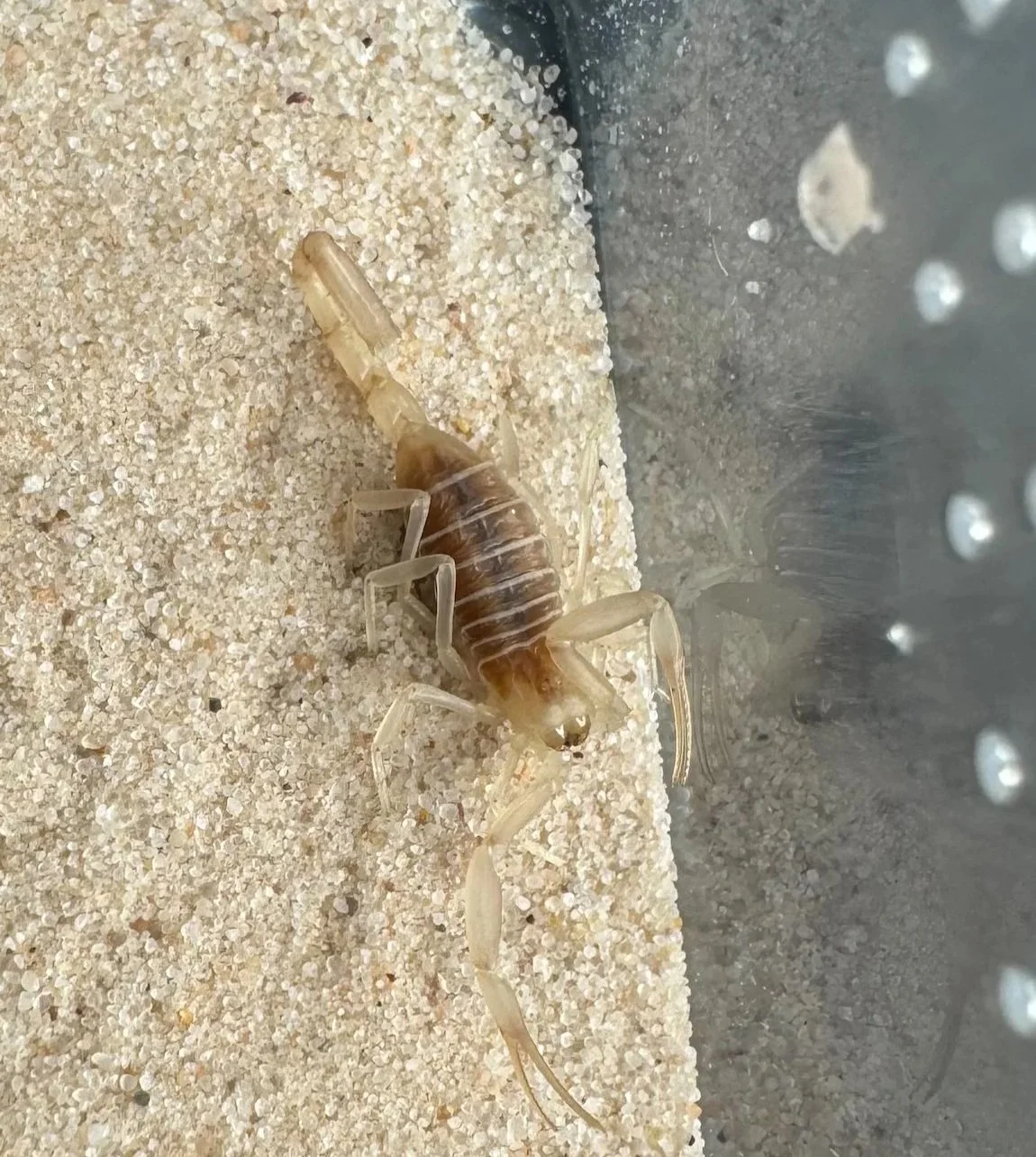 Leiurus jordanensis ALBINO (Black Deathstalker Scorpion